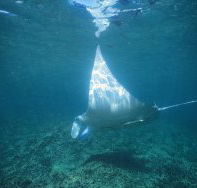 Manta Ray Bay Dive Site - Attractions Brisbane