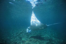 Manta Ray Bay Dive Site - Attractions Brisbane 0
