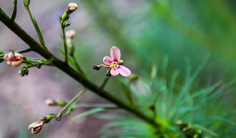 Lynchs Loop Trail - Attractions Brisbane 2