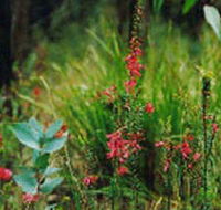 Enfield State Park - Attractions Brisbane
