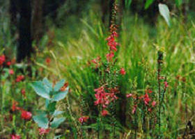 Enfield State Park - Attractions Brisbane 0