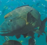 Fairey Reef - Attractions Brisbane