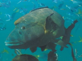 Fairey Reef - Attractions Brisbane 0