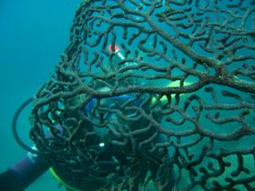 Fairey Reef - Attractions Brisbane 3