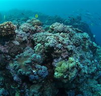 Manta Ray Drop Off Dive Site - Attractions Brisbane