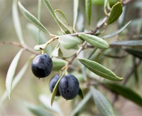 Wollundry Grove Olives - Attractions Brisbane 2