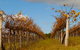 Charles Sturt University Winery Wagga Wagga - thumb 3
