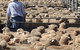 Livestock Marketing Centre - thumb 0