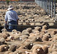 Livestock Marketing Centre - Attractions Brisbane