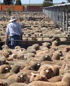 Livestock Marketing Centre - Attractions Brisbane 0
