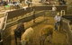 Livestock Marketing Centre - thumb 1