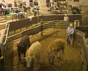 Livestock Marketing Centre - Attractions Brisbane 1