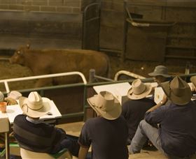 Livestock Marketing Centre - Attractions Brisbane 2