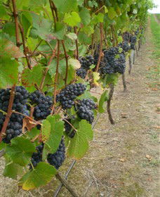 Gisborne Peak Winery - Attractions Brisbane 4