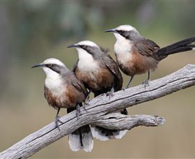 Winton Wetlands Reserve - Attractions Brisbane 1