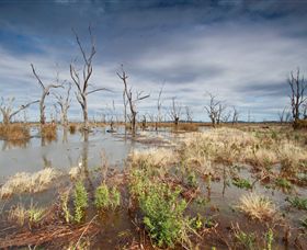 Winton Wetlands Reserve - Attractions Brisbane 4