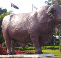 Rockhampton Bull Statues - Attractions Brisbane