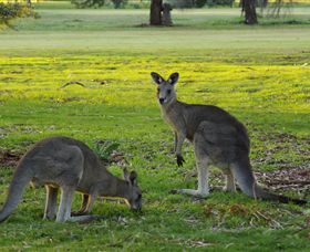 Benalla Golf Club - Attractions Brisbane 1