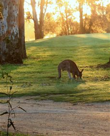 Benalla Golf Club - Attractions Brisbane 4