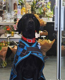 Blooms On Bridge - Attractions Brisbane 5