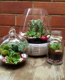 Blooms On Bridge - Attractions Brisbane 6