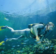 Seaflight Bommie Dive Site - Attractions Brisbane