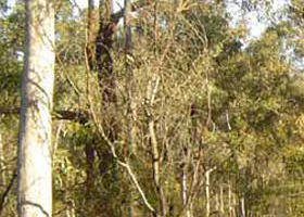 Warby-Ovens National Park - Attractions Brisbane 0