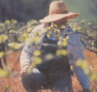 Canobolas Smith Winery - Attractions Brisbane