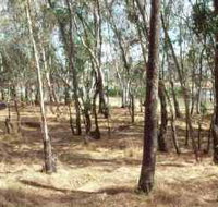 Chiltern-Mt Pilot National Park - Attractions Brisbane