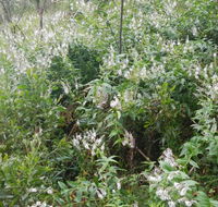 Snowgum walking track - Attractions Brisbane