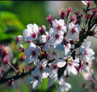 Sakura Avenue - Attractions Brisbane