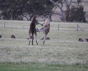 Living Legends: The International Home Of Rest For Champion Horses - Attractions Brisbane 2