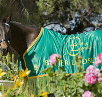 Living Legends The International Home of Rest for Champion Horses - Attractions Brisbane