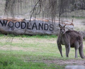 Living Legends: The International Home Of Rest For Champion Horses - Attractions Brisbane 1