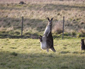 Living Legends: The International Home Of Rest For Champion Horses - Attractions Brisbane 3
