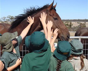 Living Legends: The International Home Of Rest For Champion Horses - Attractions Brisbane 4