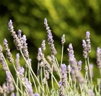 Rustique Lavender Farm - Attractions Brisbane
