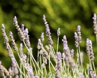 Rustique Lavender Farm