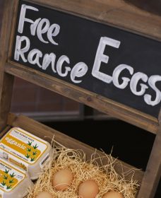 A Slice Of Orange - Attractions Brisbane 1