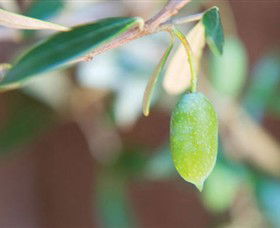 The Olive Shop - Milawa - Attractions Brisbane 1