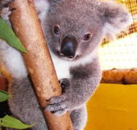 Cooberrie Park Wildlife Sanctuary - Attractions Brisbane