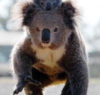 Koalas in Gunnedah - Attractions Brisbane