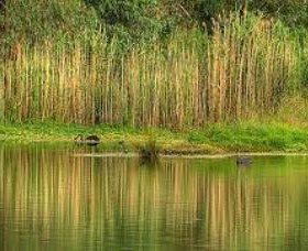 Wonga Wetlands - Attractions Brisbane 2