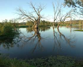 Wonga Wetlands - Attractions Brisbane 4