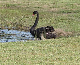 Wonga Wetlands - Attractions Brisbane 6