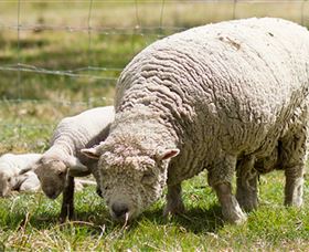 Short Sheep Micro-Winery - Attractions Brisbane 6