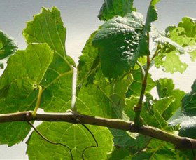 Angullong Wines - Attractions Brisbane 1