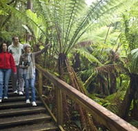 Otway Fly Treetop Adventures - Attractions Brisbane