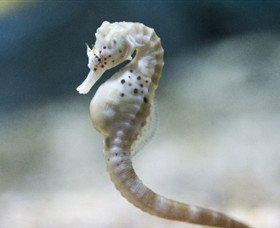 SEA LIFE Melbourne Aquarium - Attractions Brisbane 0
