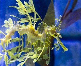 SEA LIFE Melbourne Aquarium - Attractions Brisbane 1